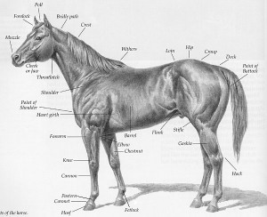Horse Parts